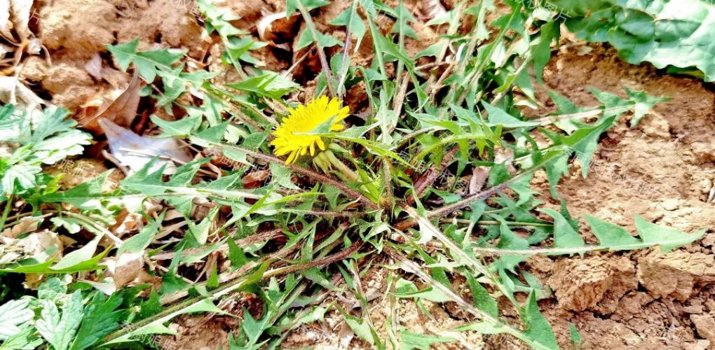 自帶“青霉素”的4種菜，中老年人春天經(jīng)常吃，提高免疫力少生病