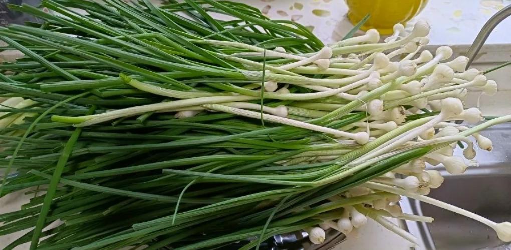 自帶“青霉素”的菜，全身是寶！建議：春天經(jīng)常吃，強免疫少生病