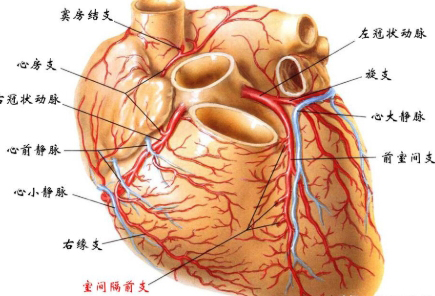 冠心?。翰蝗莺鲆暤慕】低{