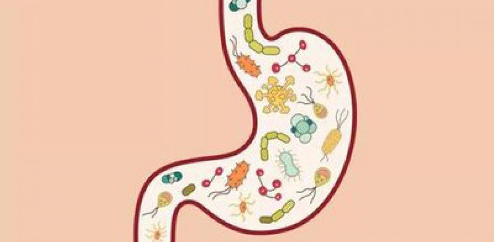 腸道有靈：喚醒你體內(nèi)的“第二大腦”與萬億健康盟友