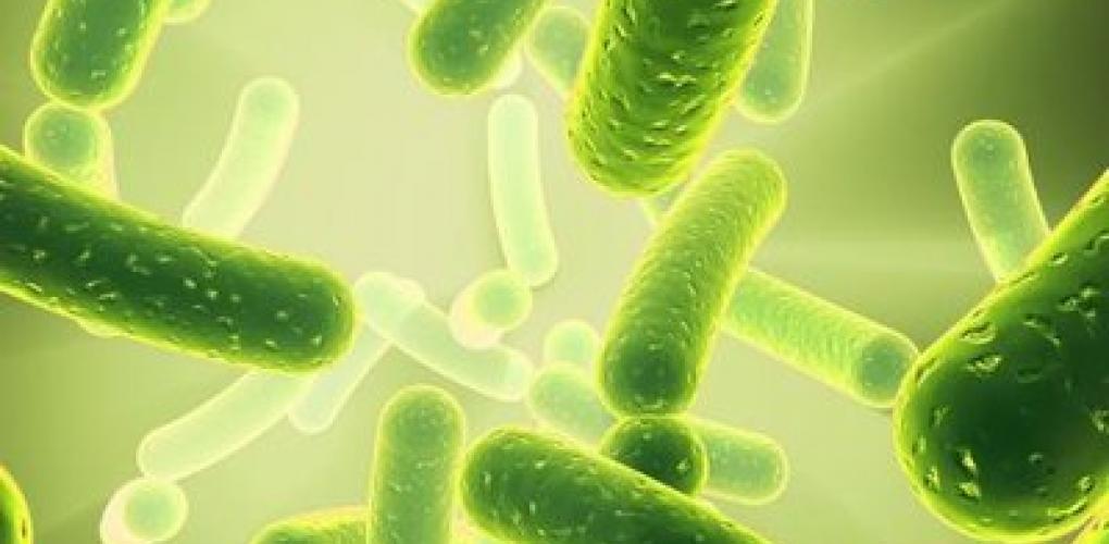 腸道健康，免疫基石——益生菌與膳食纖維的養(yǎng)生密碼